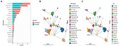 Genomic characterization of Salmonella isolated from retail chicken and humans with diarrhea in Qingdao, China